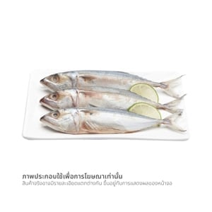 pdc_ปลาทู
