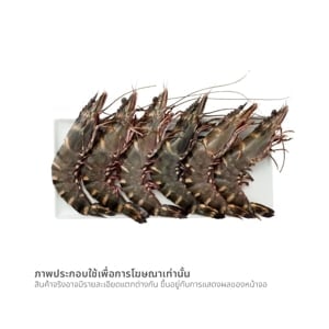 pdc_กุ้งลายเสือแดง