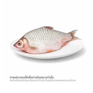 pdc_ปลาตะเพียน ขนาด 500-700 ก. ตัวละ