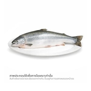 pdc_วี อาร์ เฟร็ช ปลาแซลมอนแอตแลนติกแช่แข็ง 1 ตัว (ขนาด 4-6 กก.)