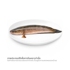 pdc_ปลาช่อน (เฉลี่ยตัวละ 700-800 ก.) ตัวละ