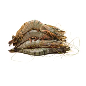 pdc_กุ้งกุลาดำ