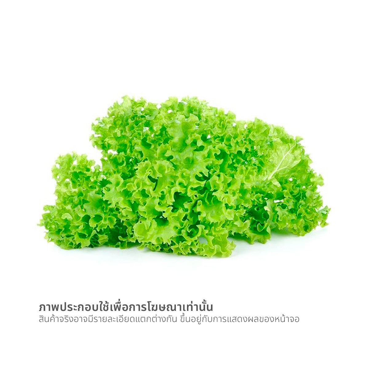 ผักกาดหอม_1