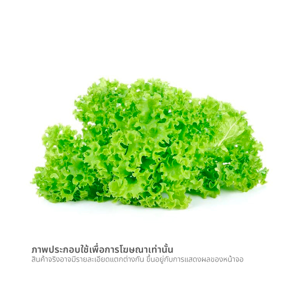 ผักกาดหอม_thumbnail_1