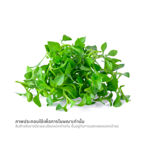 วอร์เตอร์เครส แพ็ค 80 ก._thumbnail_1