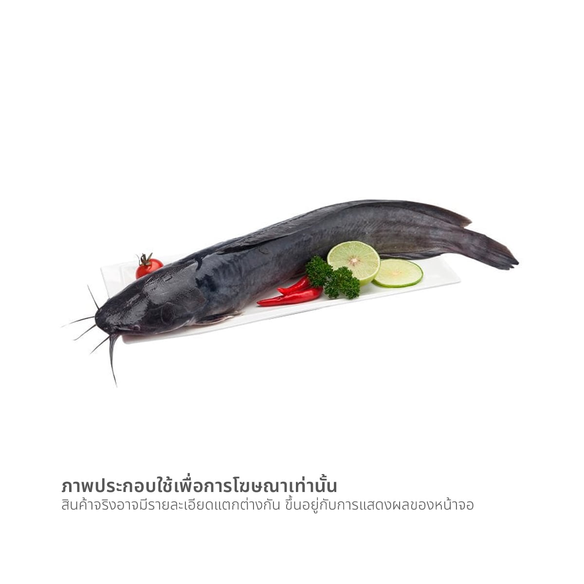 ปลาดุก ขนาด 350-600 ก. / ตัว_1