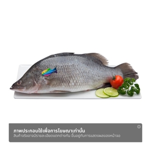 ปลากระพง ปลอดสาร_thumbnail_1