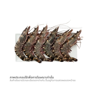 กุ้งลายเสือแดง