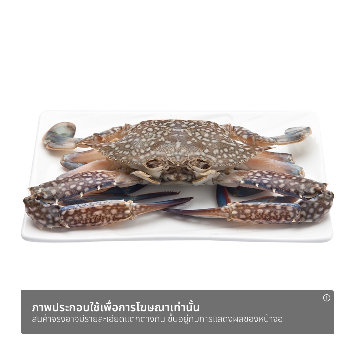 ปูม้า_1