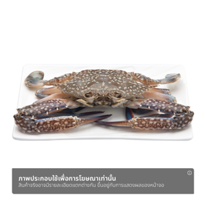 ปูม้า_thumbnail_1
