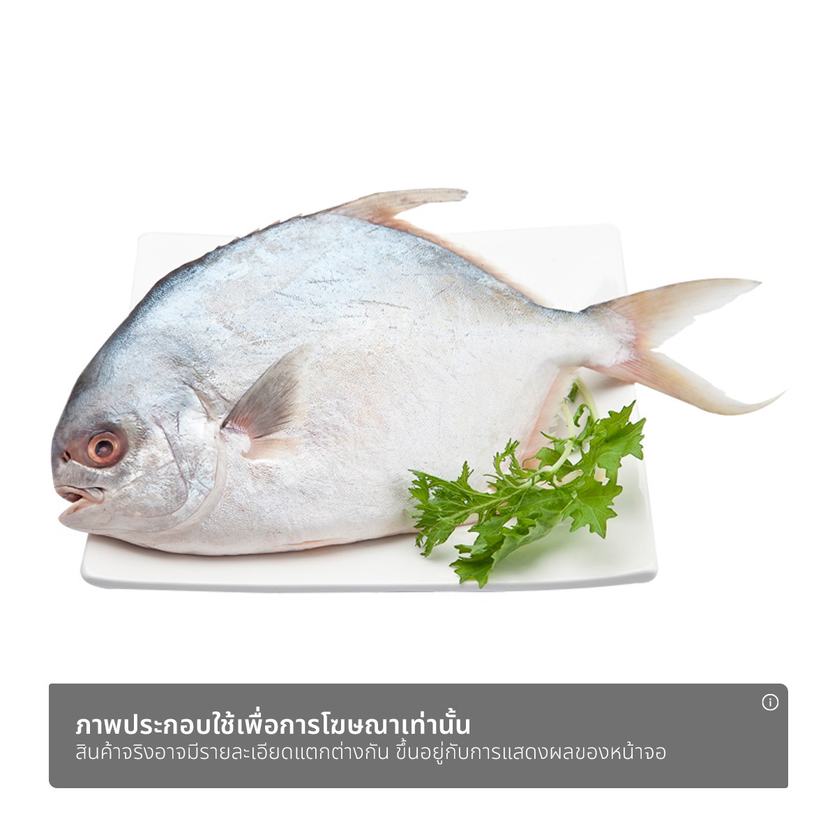 ปลาจาระเม็ดทอง ตัวละ_1