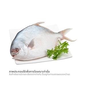 ปลาจาระเม็ดทอง ตัวละ