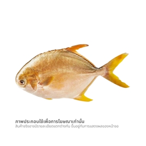 วี อาร์ เฟรช ปลาจะละเม็ดทองทั้งตัวแช่แข็ง ขนาดตัวละ 400-500 ก._thumbnail_1