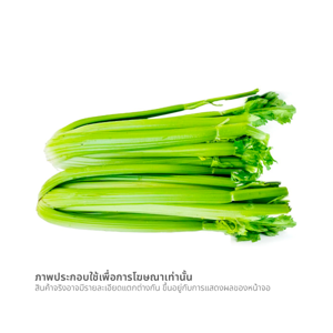 ผักเซเลอรี่จีน_thumbnail_1