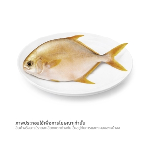 วี อาร์ เฟร็ช ปลาจาระเม็ดทอง
