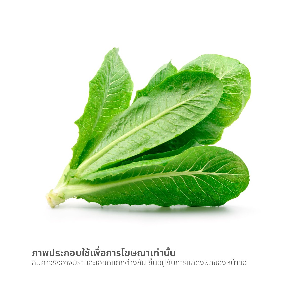 เฟรช เดลี่ ผักสลัดคอส 100 ก._1