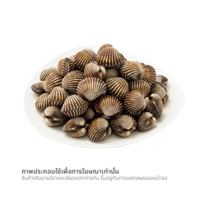 หอยแครง