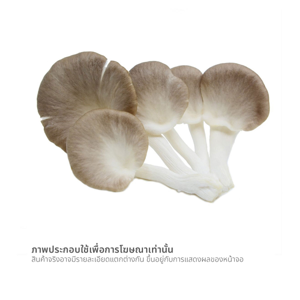 เห็ดนางฟ้าภูฐาน แบบแพ็ค_thumbnail_1