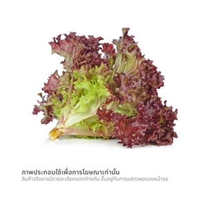 วี อาร์ เฟร็ช ไฮโดรโพนิกส์ เรดคอรัล_thumbnail_1