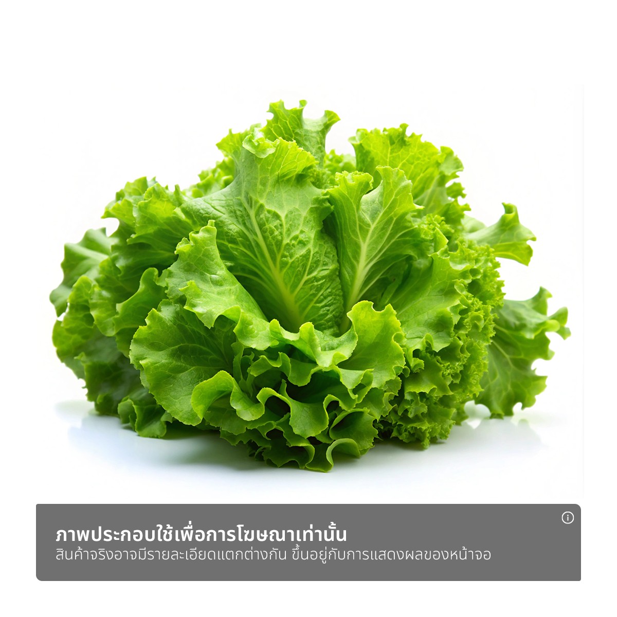 ผักกาดหอมกำละ_1