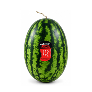 Sonya Watermelon