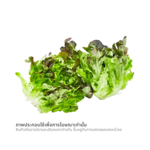 โครงการหลวง ผักสลัดเรดโอ๊ค 200 ก._thumbnail_1