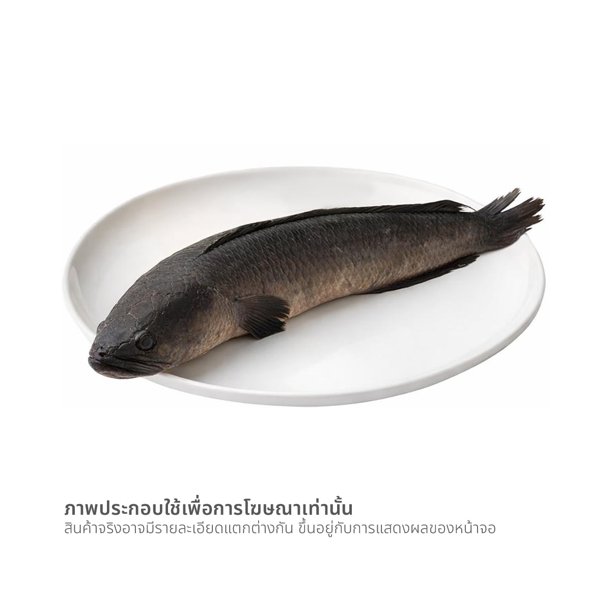 ปลาช่อน (เฉลี่ยตัวละ 700-800 ก.) ตัวละ_3
