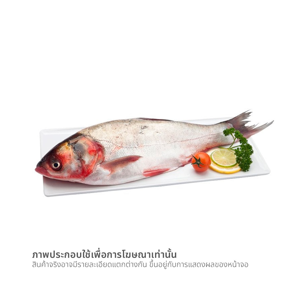 ปลาจีน ขนาด 800-1200 ก. / ตัว