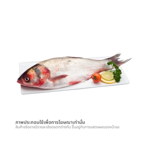 ปลาจีน ขนาด 800-1200 ก. / ตัว_thumbnail