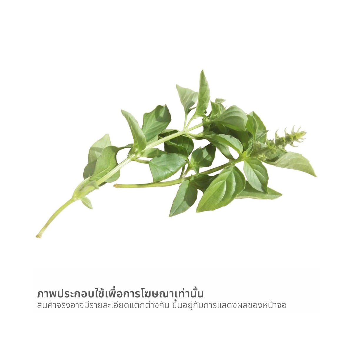 วีอาร์เฟรช ใบแมงลัก 50 ก._1